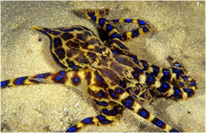 A Blue Ringed Octopus