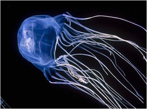 A Box Jellyfish
