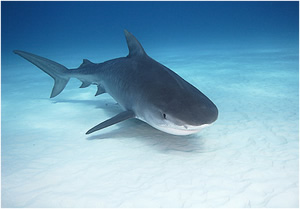 A Bull Shark