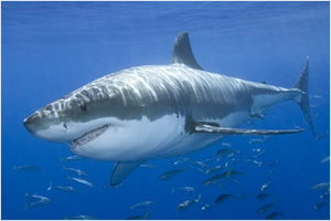 Great White Shark
