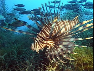 A Lionfish