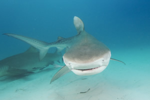 A Tiger Shark